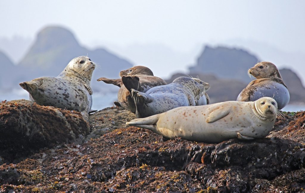 SEALS AND THE MARINE ENVIRONMENT IWMC World Conservation Trust